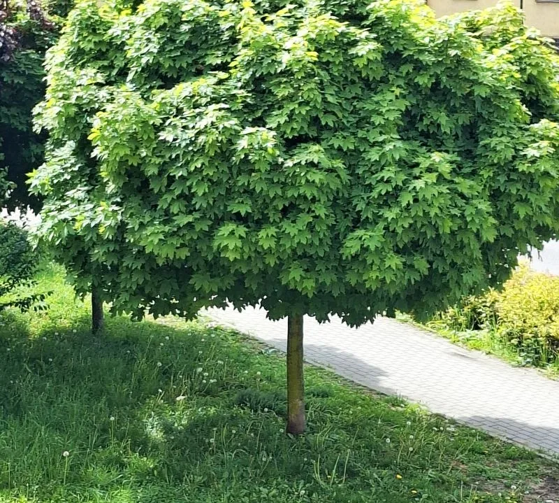 Edukacja klimatyczna we Włocławku: nowa edycja warsztatów ekologicznych